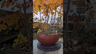 Koelreutaria paniculata bonsai forest in beautiful colors [upl. by Olenka]