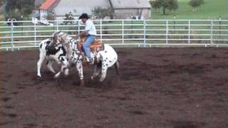 Jan Zweers  Appaloosa Cowsense [upl. by Sacrod]