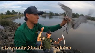 como atrapar bluefish y gaviotas con bunker vivos [upl. by Finn55]