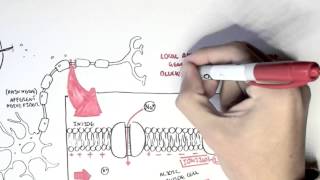 Pharmacology  Local Anaesthetic [upl. by Eelarol]