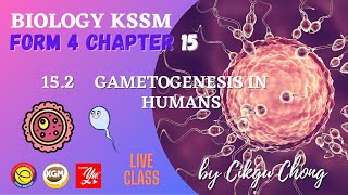 152 GAMETOGENESIS IN HUMANS [upl. by Lalise]