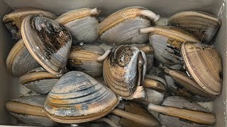 Opening amp Shucking Pismo Clams LIVE [upl. by Lezah]