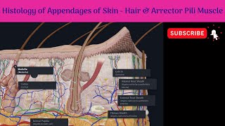 Histology of Appendages of Skin  Hair amp Arrector pili muscle Anatomy mbbs education [upl. by Adam]