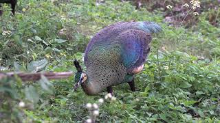 Green Peacocks Pmi at Ban Hong Lamphun district in the North of Thailand [upl. by Aleyam853]