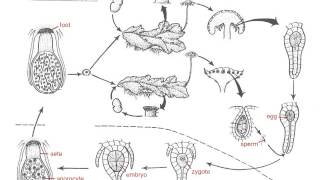 Marchantia Life Cycle [upl. by Liagiba865]