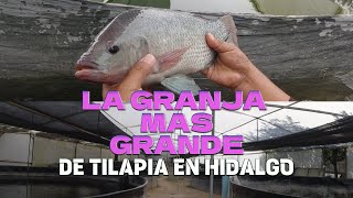 Visite una Granja acuícola de tilapia  Ixmiquilpan Hidalgo  Granja de Pescado Zidedho [upl. by Eanaj]