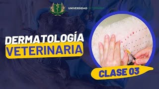 DERMATOLOGÍA VETERINARIA  CLASE 03 [upl. by Niveb]