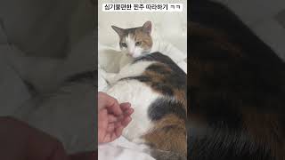 이쁘게 생겨가지고 까칠공주 고양이 cat 고양이일상 cute [upl. by Inttirb]