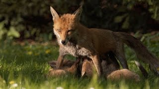 Füchsin mit 6 Welpen  Fox with very young fox cubs [upl. by Clari]