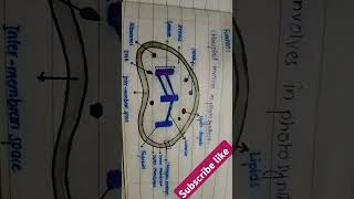 Chloroplast structureeducation plants [upl. by Odrautse328]