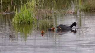 Fulica atra Meerkoet Eurasian Coot [upl. by Gannie]