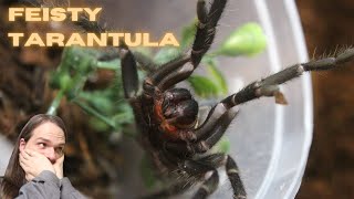 The Good the Bad and the Facepalm  Tarantula Room Update [upl. by Ardnuahc]