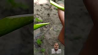 Mango grafting technique nature plants grafting [upl. by Alcinia]