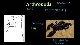 Phylum Arthropoda  part 1  Animal kingdom  Biology  Khan Academy [upl. by Oliric728]