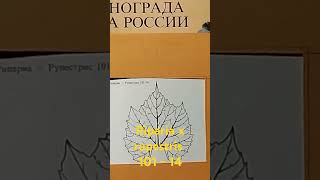 Подвой Riparia x Rupestris 10114 Один из самых распространённых подвоев привитого виноградва [upl. by Atterys]