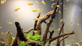 Planted hardscape aquarium with Silvertip Tetra [upl. by Onailime574]