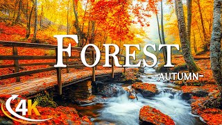 Enchanting Autumn Forests with Beautiful Piano Music🍁4K Autumn Ambience amp Fall Foliage🍁4K Video UHD [upl. by Anahsor]