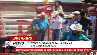 Fatal injury at Calgary Stampede steer wrestling July 8 2024 [upl. by Enidlareg396]