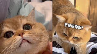 帮我看看我家猫是不是傻子？cat 金毛 可愛的 funny [upl. by Nyrahtak]