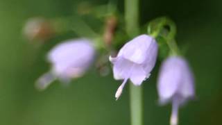 Adenophora triphylla var japonica [upl. by Inessa13]