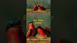 Bee eaters [upl. by Dnomder]