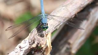 Dragonfly Hunting Insects [upl. by Reniar]