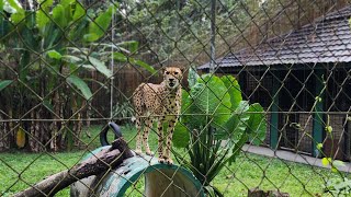 Zoo Negara Kuala Lumpur 2024 [upl. by Girand787]