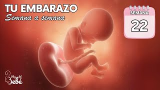 ❤️ Semana 22 de embarazo 🤰 Síntomas consejos y desarrollo del bebé  El embarazo semana a semana [upl. by Serles]