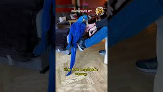 The Hyacinth Macaw 🦜 Worlds Most Beautiful Parrot Unveiled HyacinthMacaw BeautifulParrots [upl. by Adnarym]