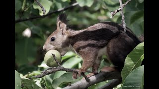 Ardilla roja Sciurus vulgaris enterrando nueces [upl. by Eiduam]