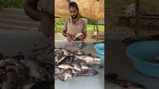 Live  Fastest Fish Cutting short [upl. by Astiram]