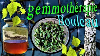 Comment faire son macérat glycériné de bourgeons de Bouleau gemmothérapie [upl. by Latton545]