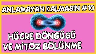 Anlamayan Kalmasın 10 Hücre Döngüsü ve Mitoz Bölünme [upl. by Arriaet272]