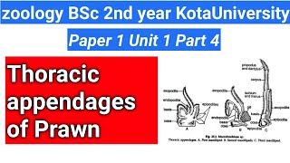 thoracic appendages of prawn [upl. by Eugine]