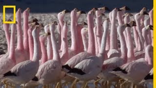 Lincroyable danse des flamants des Andes [upl. by Lucie]