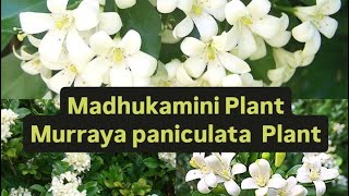 Madhukamini Plant Murraya paniculata Plant my home garden 😊khushi [upl. by Irma122]