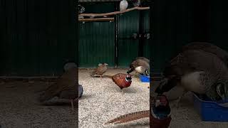 A variety of birds wonderful pigeons pheasants peacocks in the home of rescued animalsnature [upl. by Leamiba49]