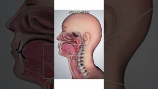 faringe faringesistemadigestivo aparatodigestivo digestion anatomia gargantainflamada otorrin [upl. by Ezequiel]