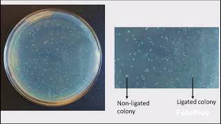 Competent Cells and Transformation Protocol [upl. by Evol]