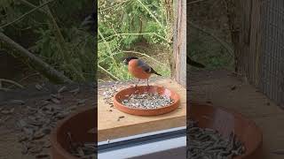 Gimpel haut nicht ab eichhörnchen squirrel vogel birds rhön [upl. by Patric]