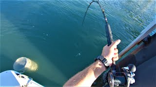 YES PLEASE  NC Flounder and Sheepshead Fishing [upl. by Hyman]