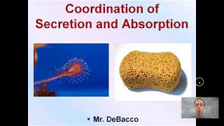 Coordination of Secretion and Absorption [upl. by Nodnarg]