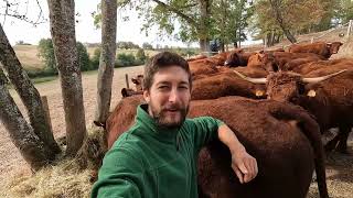 Vaccinating Salers cattle dragging pasture and first rain after a terrible drought [upl. by Ire]