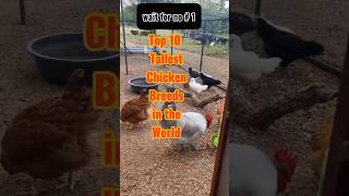 Top 10 tallest chicken breeds in the world top chicken [upl. by Starr]