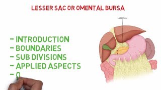 Omental bursa  Lesser sac Easy Anatomy notes [upl. by Refenej]