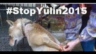 Yulin Dog Meat Festival Outrage [upl. by Doreg]