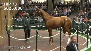 Hip 73 Gun Runner  Harmonize sells for 115 million at 2024 Keeneland September [upl. by Ainoz519]