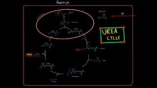 The Urea Cycle EVERYTHING YOU NEED TO KNOW BIOCHEMISTRY MCAT [upl. by Debby]