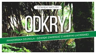 Amazońska dżungla  Dźwięki zwierząt z ameryki łacińskiej  Relaksujące odgłosy natury [upl. by Danika]