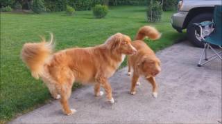 Duck Tollers Howling [upl. by Nomla]